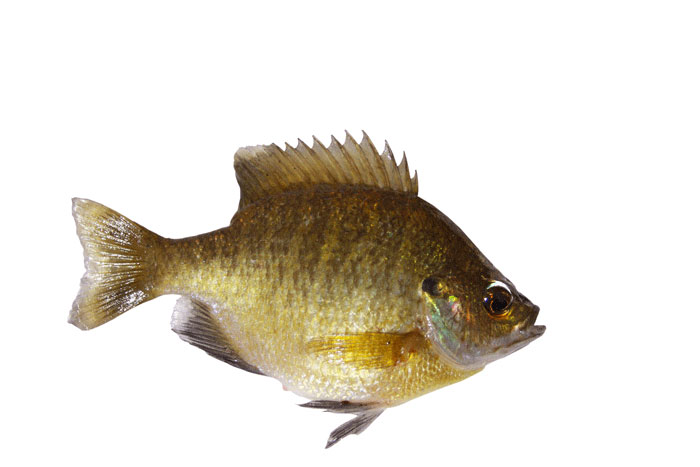 
The bluegill sunfish is a voracious insect eater.
